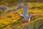 Common Kestrel