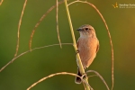Landbird