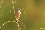 Landbird