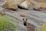 Mammal