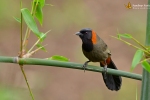 Landbird