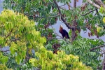 Landbird