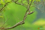 Landbird
