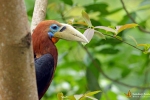 Landbird