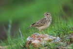 Indian Bushlark