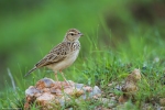 Indian Bushlark