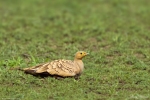 Chestnut-bellied Sandgrouse