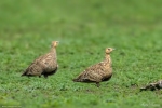 Chestnut-bellied Sandgrouse