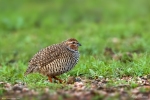 Indian RockBush Quail