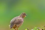 Indian RockBush Quail