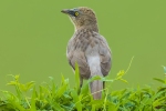 Large Grey Babbler