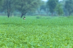 Lesser Florican