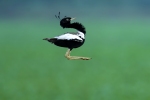 Lesser Florican