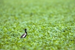 Lesser Florican