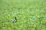 Lesser Florican