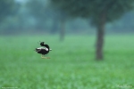 Lesser Florican