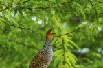 Painted Francolin