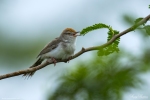 Rufous-fronted Prinia