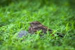 Savanna Nightjar