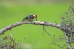 Yellow-crowned Woodpecker