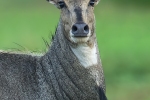 Nilgai