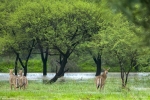 Nilgai