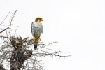 Red-necked Falcon