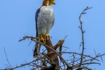 Red-necked Falcon