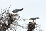 Red-necked Falcon