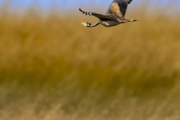 Africa-Black-belliedBustard-DSC1103