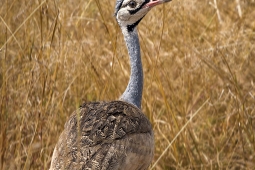 Africa-Black-belliedBustard-DSC9697