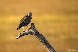 Africa-BrownSnakeEagle-DSC2487