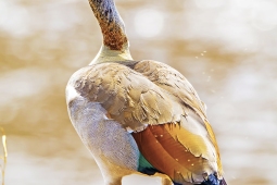 Africa-EgypsianGoose-DSC5646