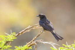 Africa-Fork-tailedDrongo-DSC6710