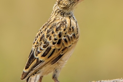 Africa-GrasslandPipit-DSC7742