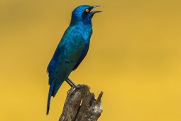 Africa-GreaterBlue-earedStarling-DSC6208