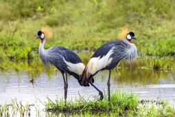 Africa-Grey-crownedCrane-DSC8731