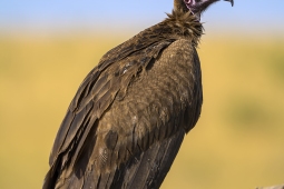 Africa-HoodedVulture-DSC4526