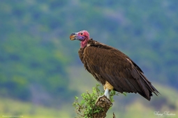 Africa-Lappet-facedVulture-DSC6036