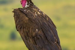 Africa-Lappet-facedVulture-DSC6052