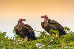 Africa-Lappet-facedVulture-DSC7429