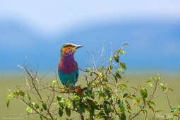 Africa-Lilac-breastedRoller-DSC6400