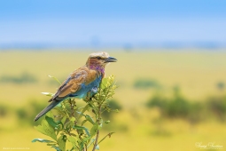 Africa-Lilac-breasted Roller-DSC7807