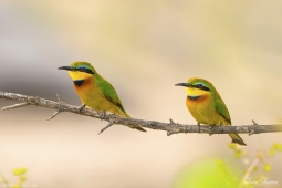 Africa-LittleBeeEater-DSC5481