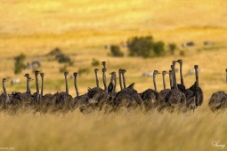 Africa-Ostrich-DSC4212