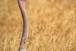 Africa-Ostrich-DSC6289