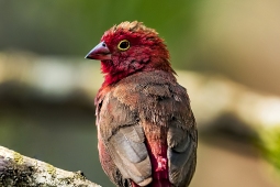 Africa-Red-billedFirefinch-DSC4443