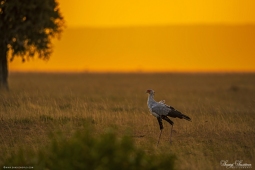 Africa-SecretaryBird-DSC1664