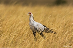 Africa-SecretaryBird-DSC2439