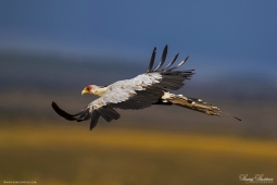 Africa-SecretaryBird-DSC2443